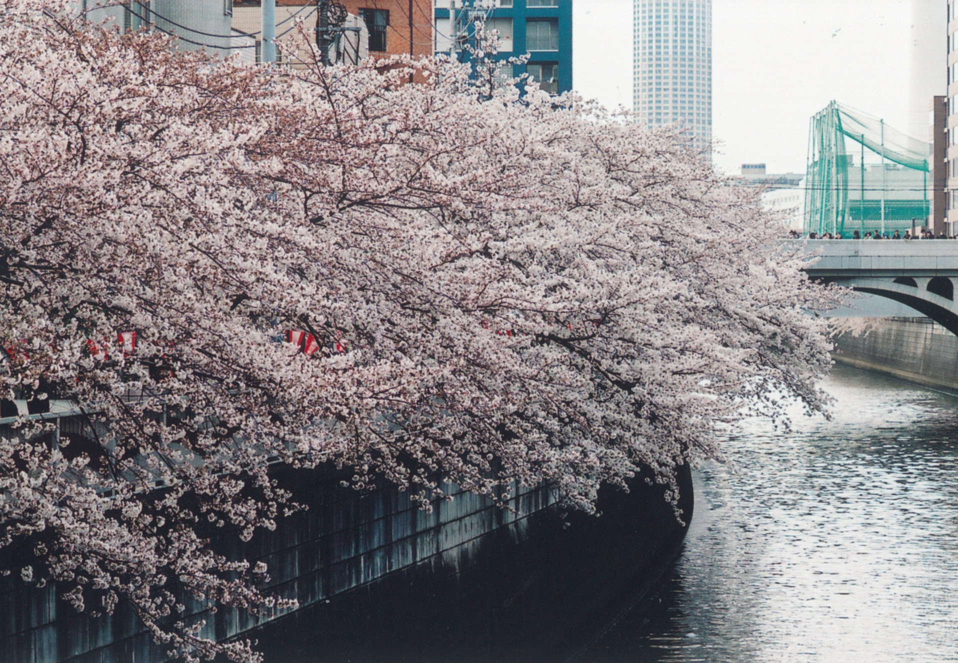 Meguro River Cherry Blossom Season: food trucks window