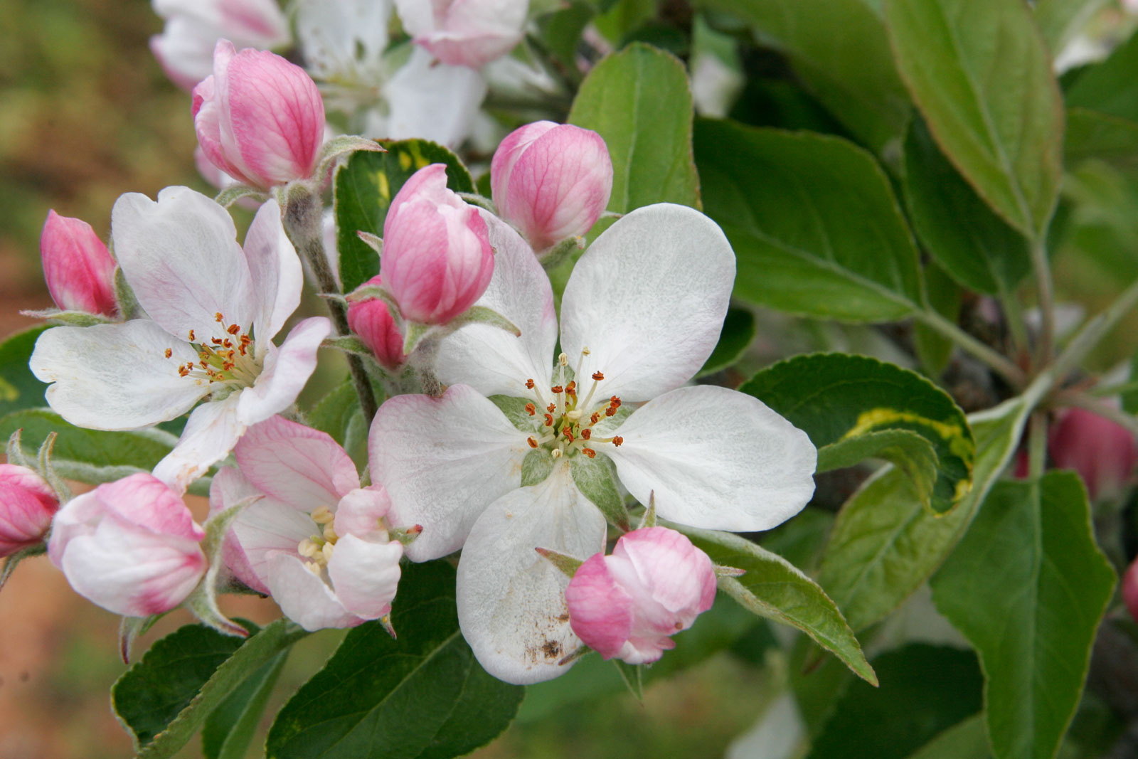 Washington State Apple Blossom Festival