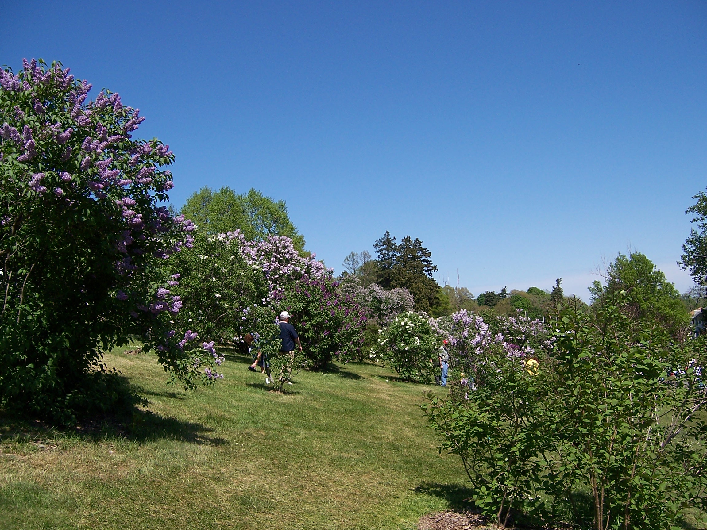 Rochester Lilac Festival
