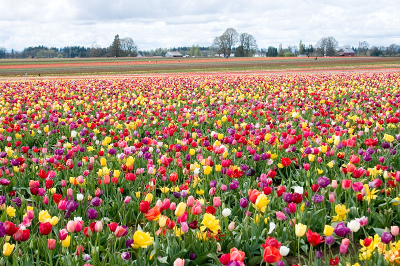 Wooden Shoe Tulip Festival